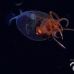 Stunned scientists capture first video of colossal squid in the deep